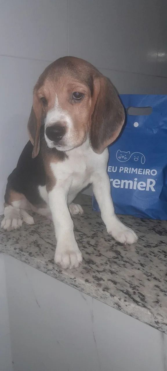 Filhotes de beagles  - Foto 2