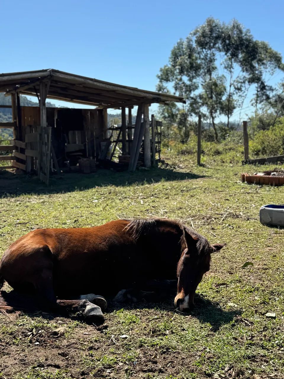 VENDO ou TROCO cavalo macho  - Foto 3