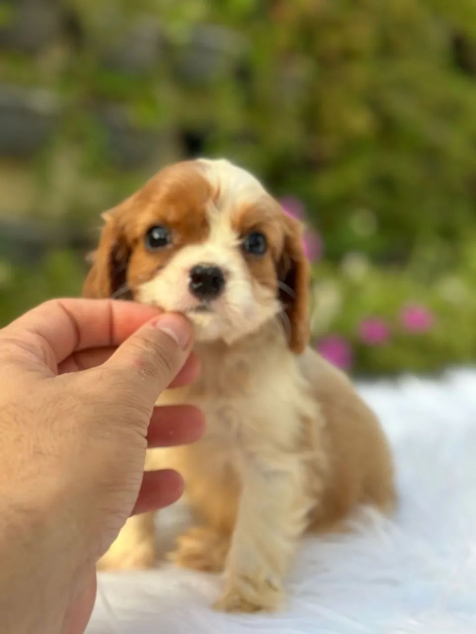 Filhotes de cavalier - Foto 4