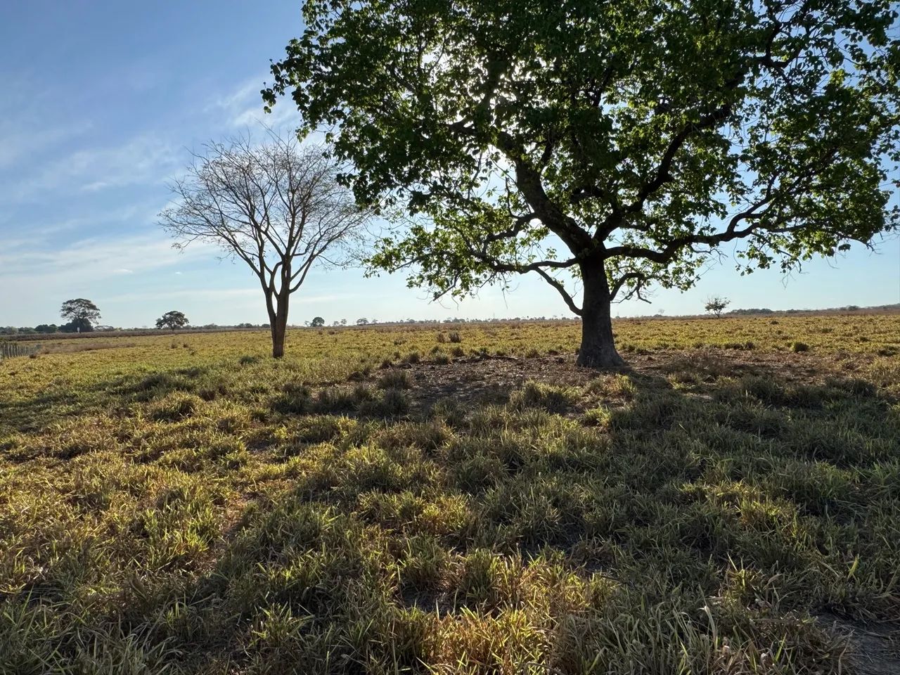 Faz 86 Alq 60 Alq de Pasto toda plena na br153 dos dois lados 