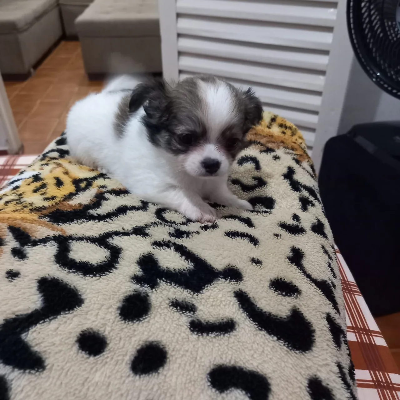 Chihuahua fêmea