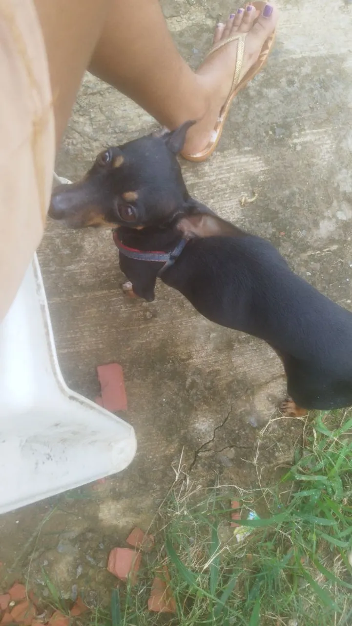 3 aninhos Pinscher disponível para adoção!
