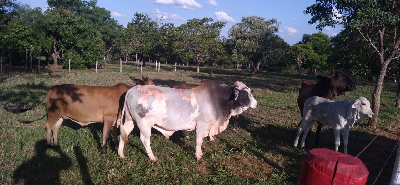 Mini vacas e Mini Boi  está em Goiânia  - Foto 2