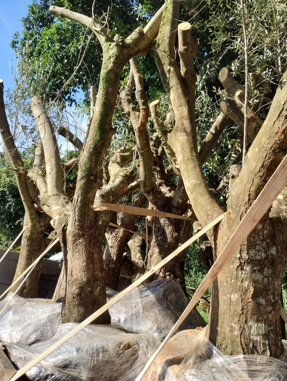 Oliveiras adultas atacado e varejo!