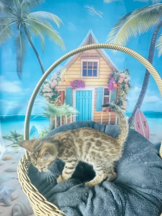 Bengal Macho Brown Marcado - Foto 4