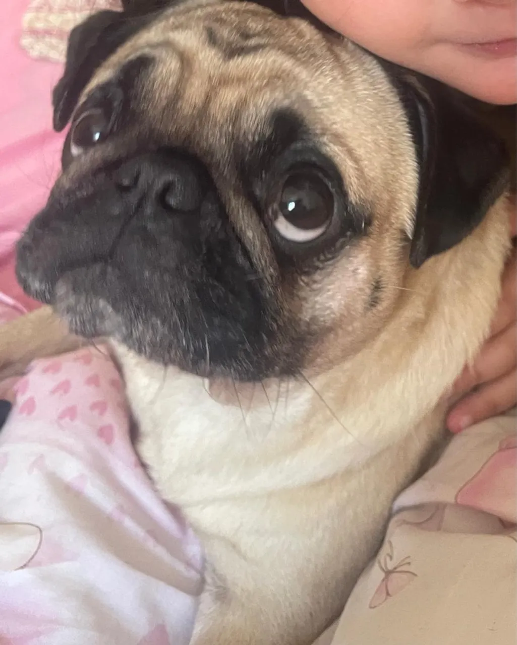 Pug adulto 