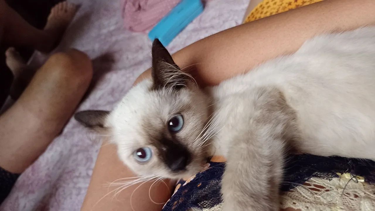 Gatinho Siamês disponível para adoção (castração garantida)