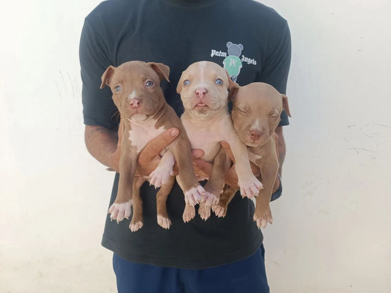 Três filhotes de Pitbull - Foto 5