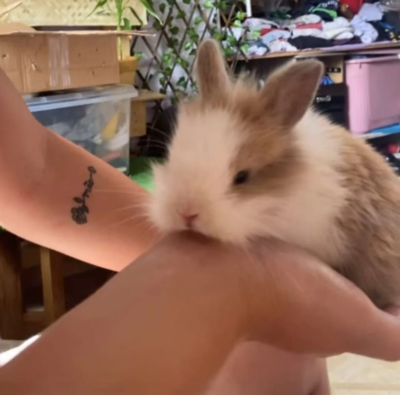 Coelhos Filhotes Raça Lionheart