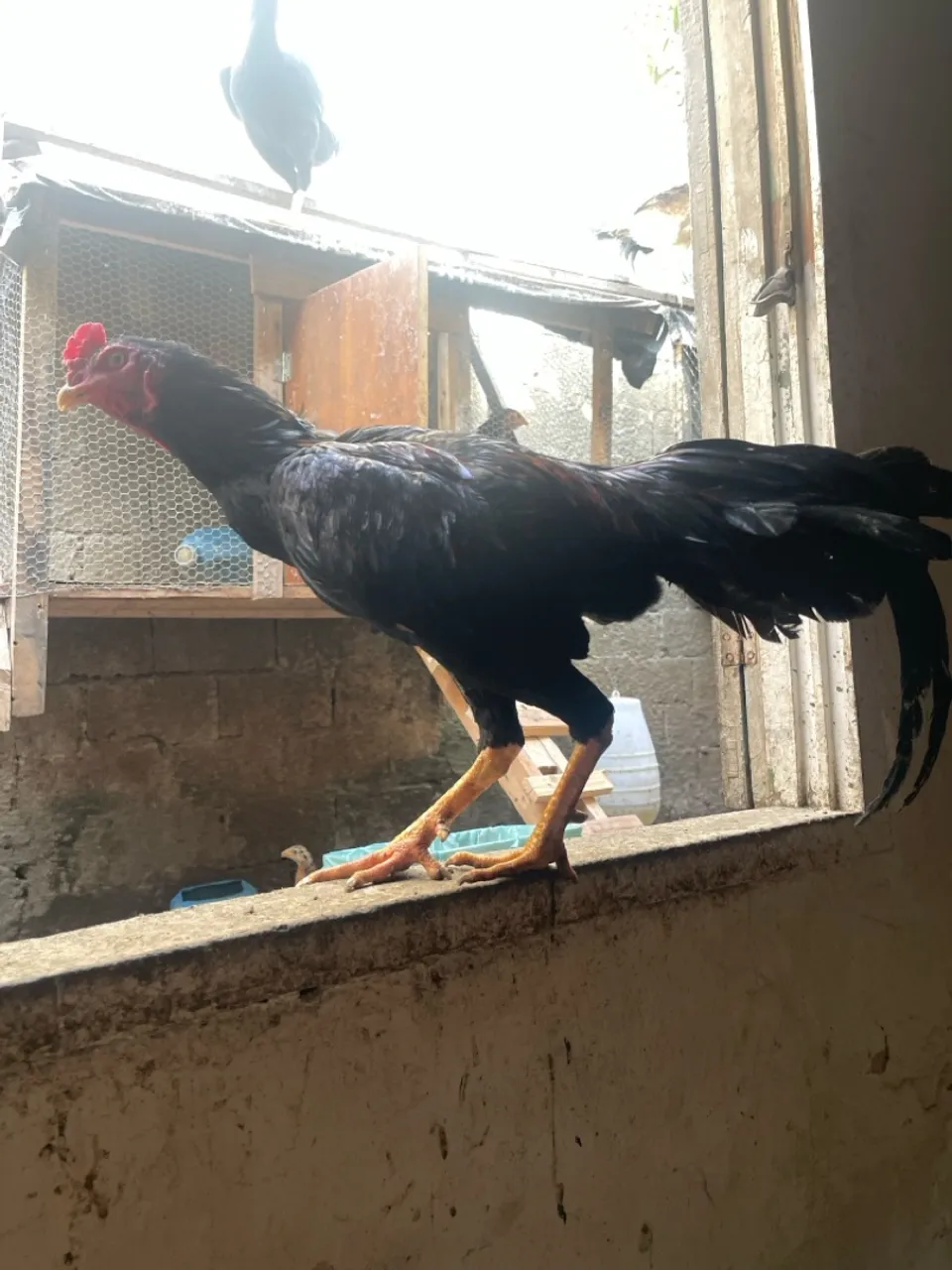 Galo de Raça