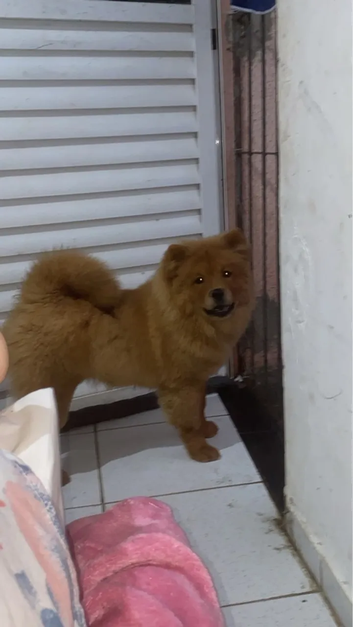 Chow Chow