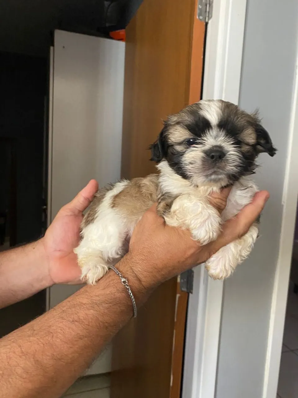 Filhote Shih Tzu macho