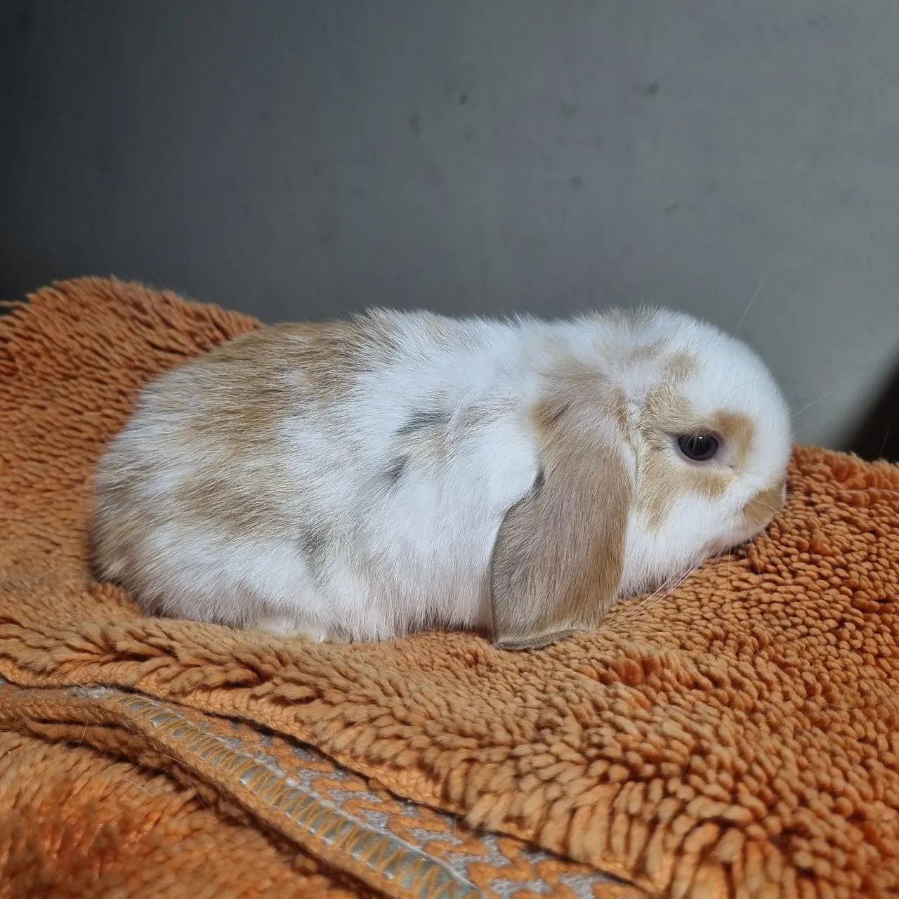 Coelho mini lop femea linda tricolor  - Foto 3