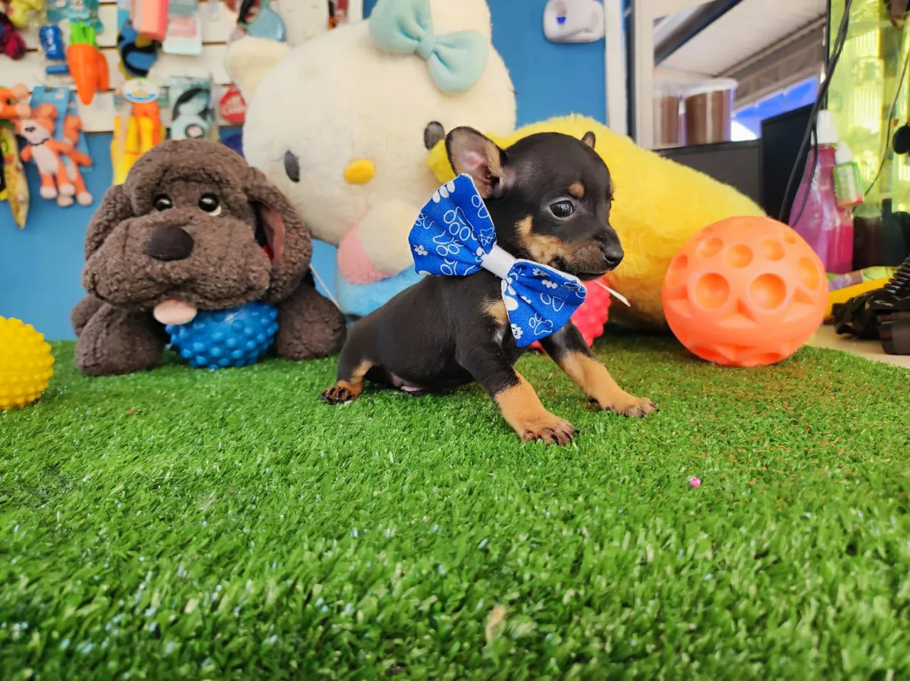  Pinscher Macho com Laço Azul