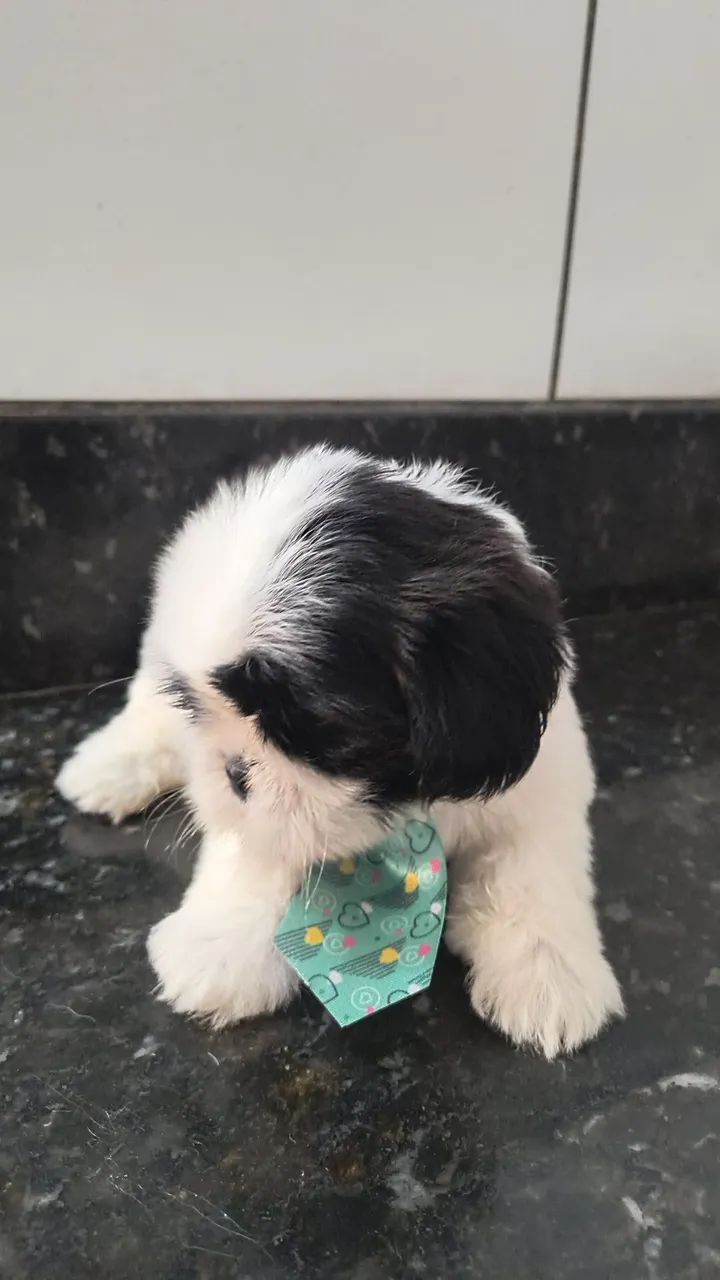 Filhotes de Shih tzu a venda machos e fêmeas  - Foto 3