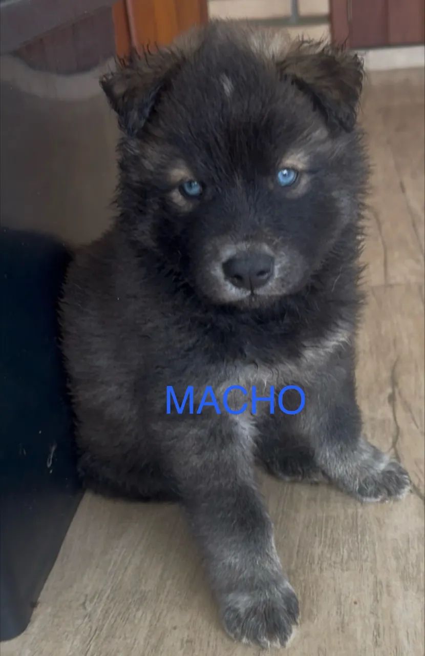 Vendo filhote de husky com border collie 