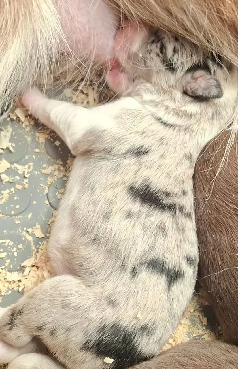Border Collie insta @border.collie.br - Foto 2