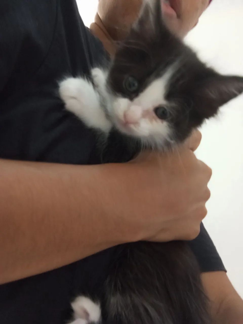 Adote um gatinho  - Foto 4