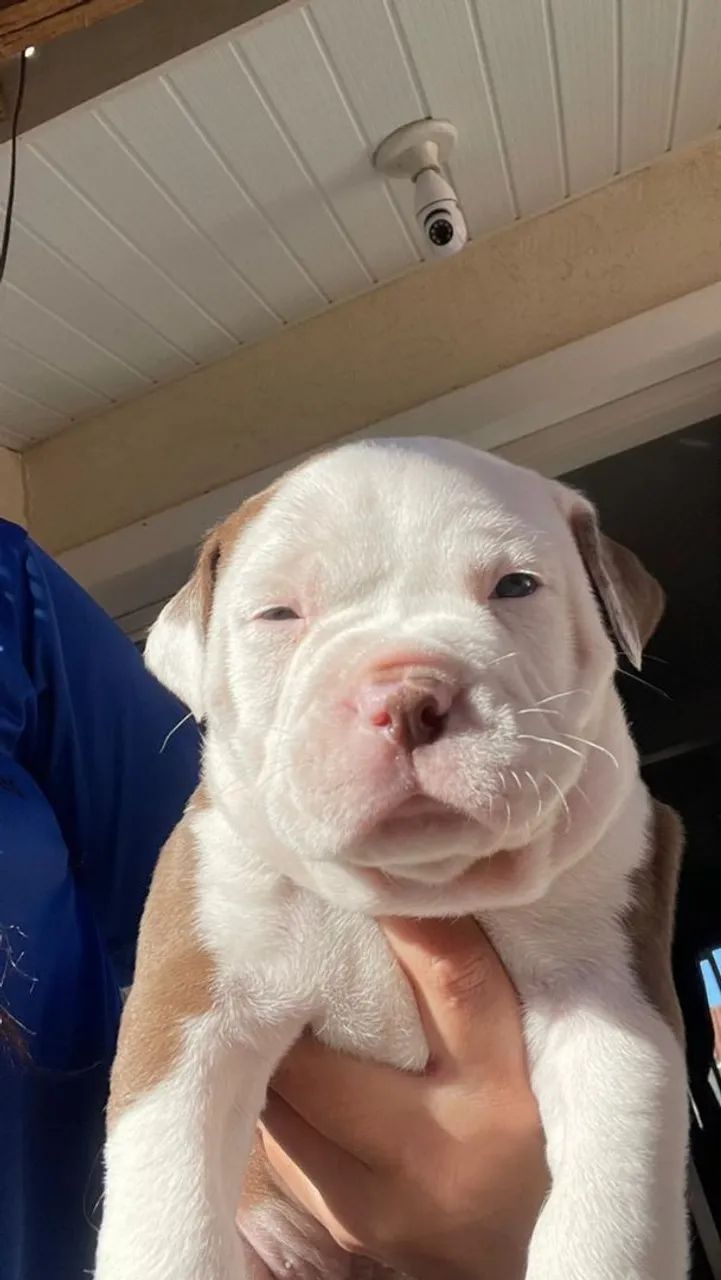 American bully disponível a venda, agora somente 2 machos - Foto 3