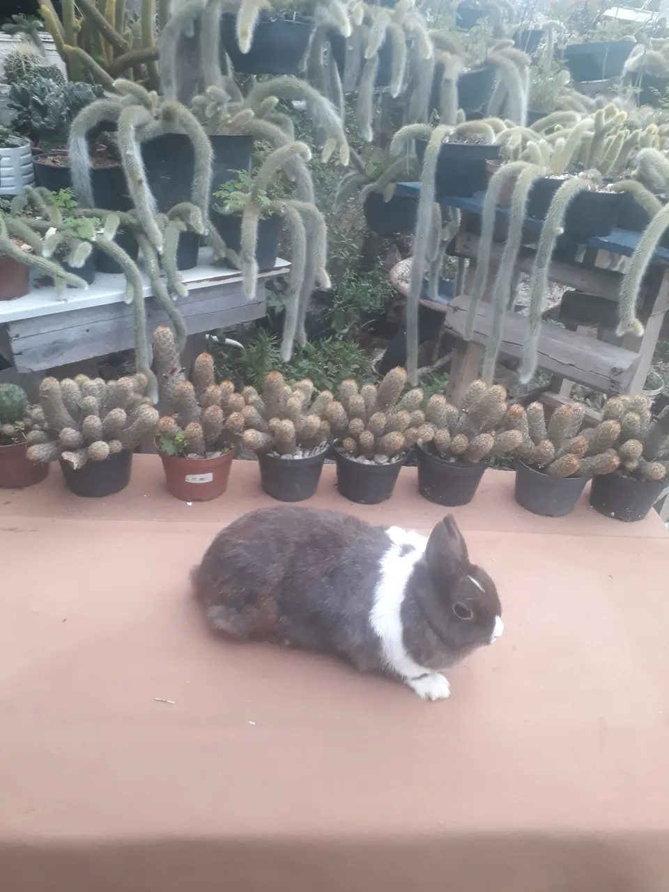 Mini coelho anão netherland dwarf