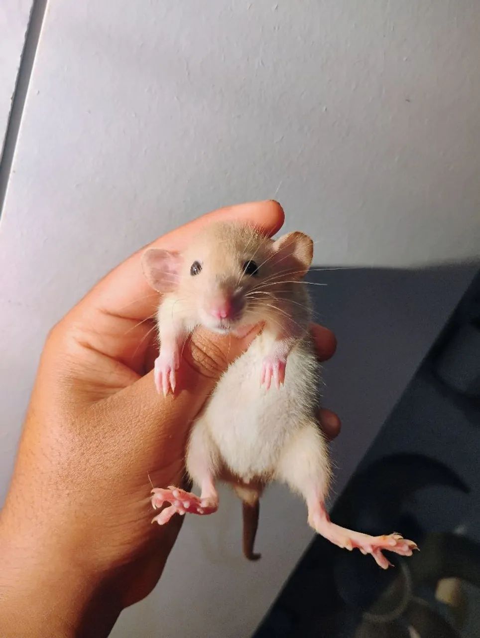 Dumbos maravilhosos twister - Foto 4