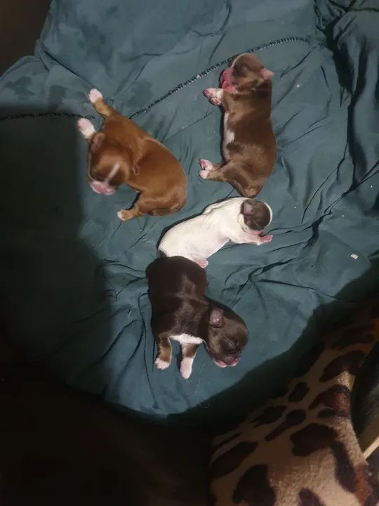 Filhotes de ShihTzu 