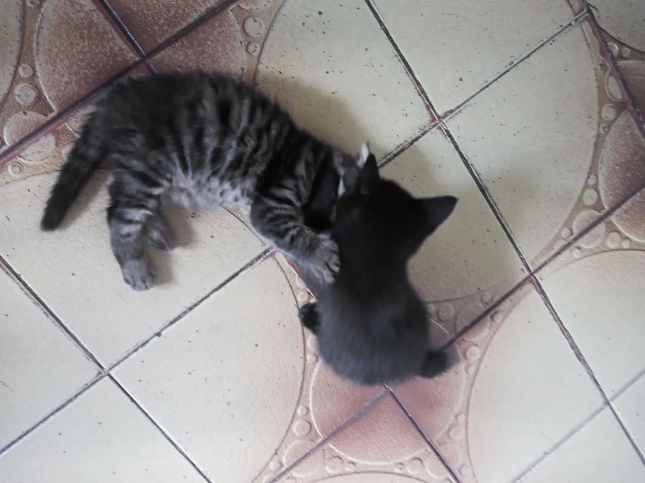 Gatos para doação dois pequeno e um grande