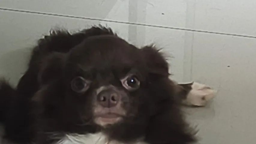 Chihuahua  Chocolate Pelo Longo Macho - Foto 3