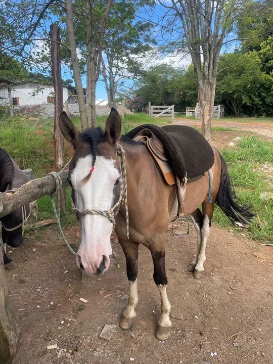 Cavalo criolo sem doc aceito proposta avista por ele ? - Foto 5