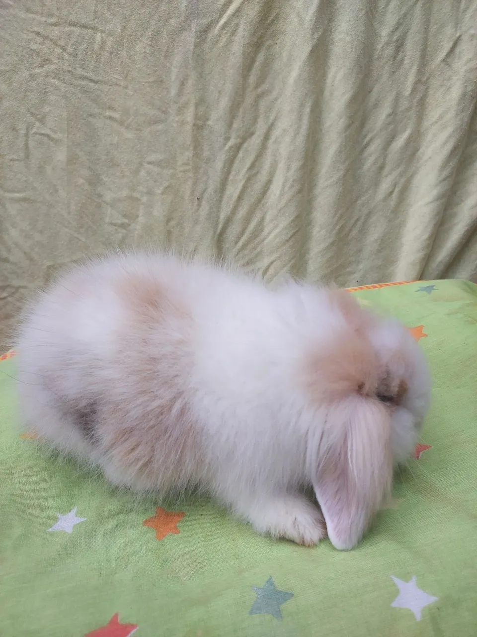 Coelho raça mini fuzzy lop 
