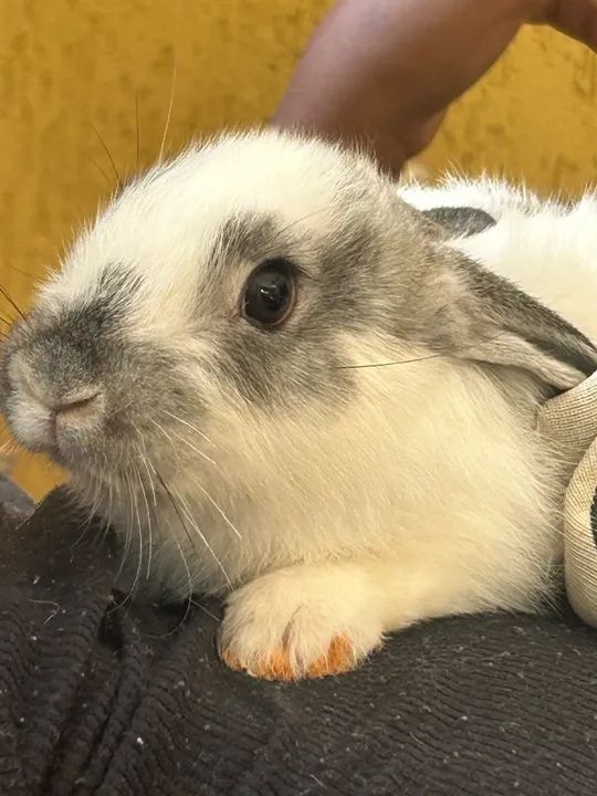 DOAÇÃO: Coelhinhos fofinhos para adoção! - Foto 5