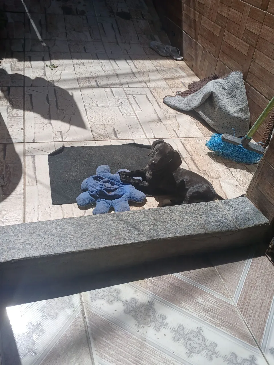 Cachorro salsichinha 