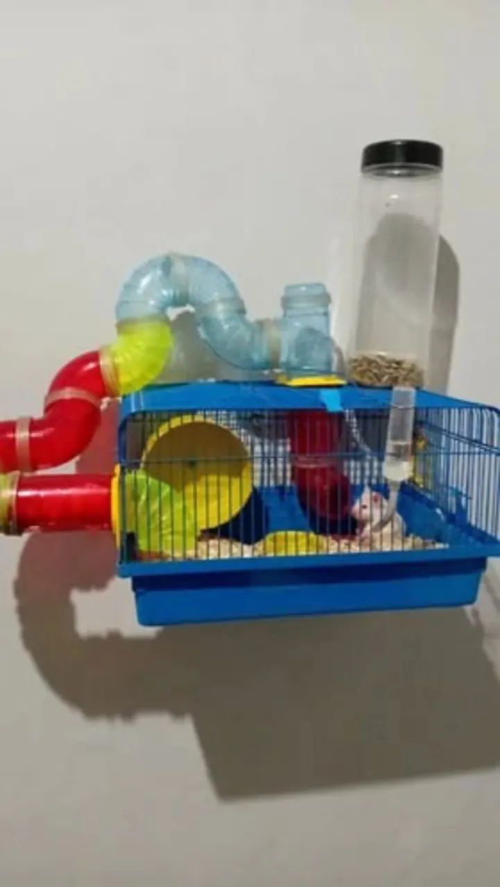 Vendo hamster fêmea 