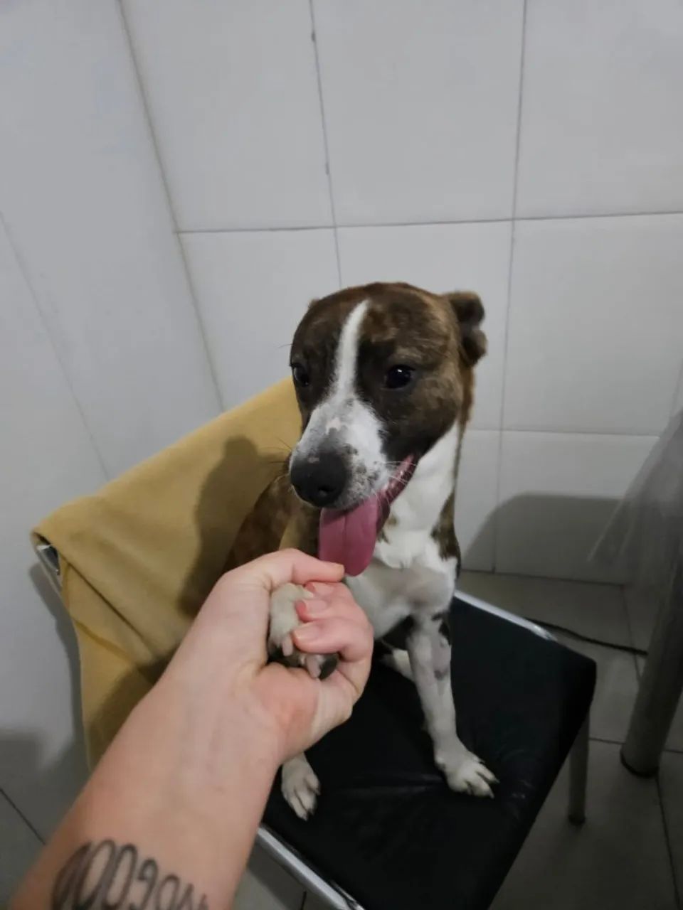 Cachorro Adulto - American Pitbull Terrier Tigrado  - Foto 5