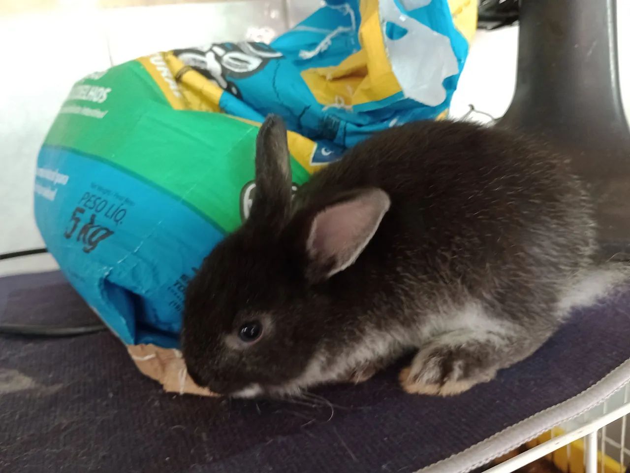 Filhote de mini Lion com 3 meses . - Foto 3