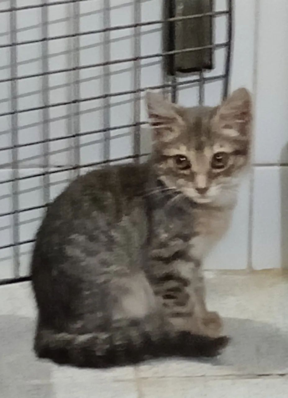 Gatinha para doação  - Foto 3