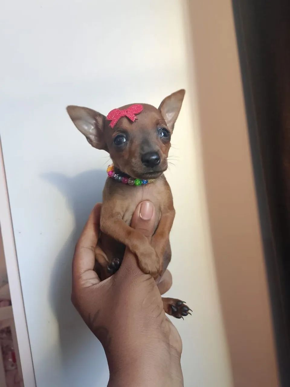Pinscher linda disponível 