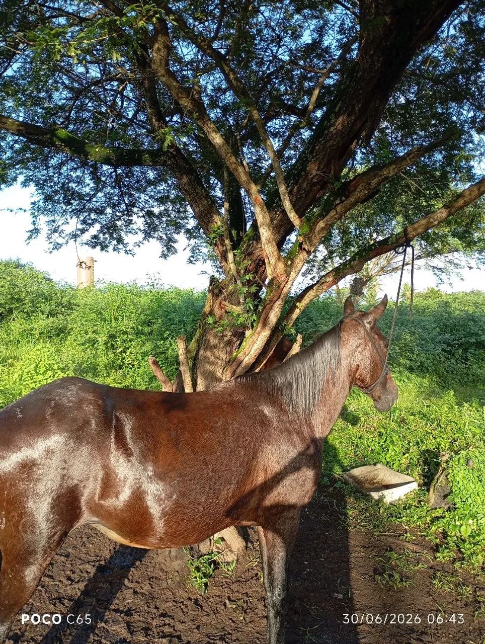 Vende-se essa égua de montada  - Foto 4