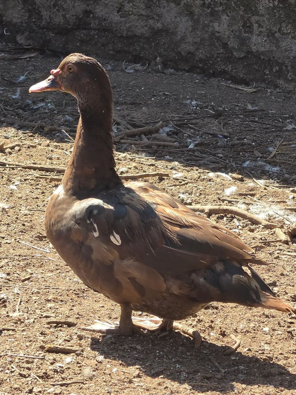 Patos e patas - Foto 5