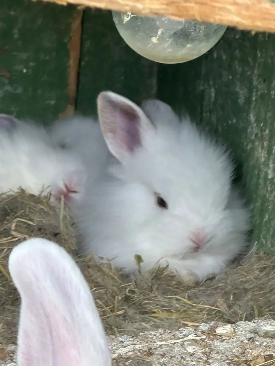 Coelhos  - Foto 4