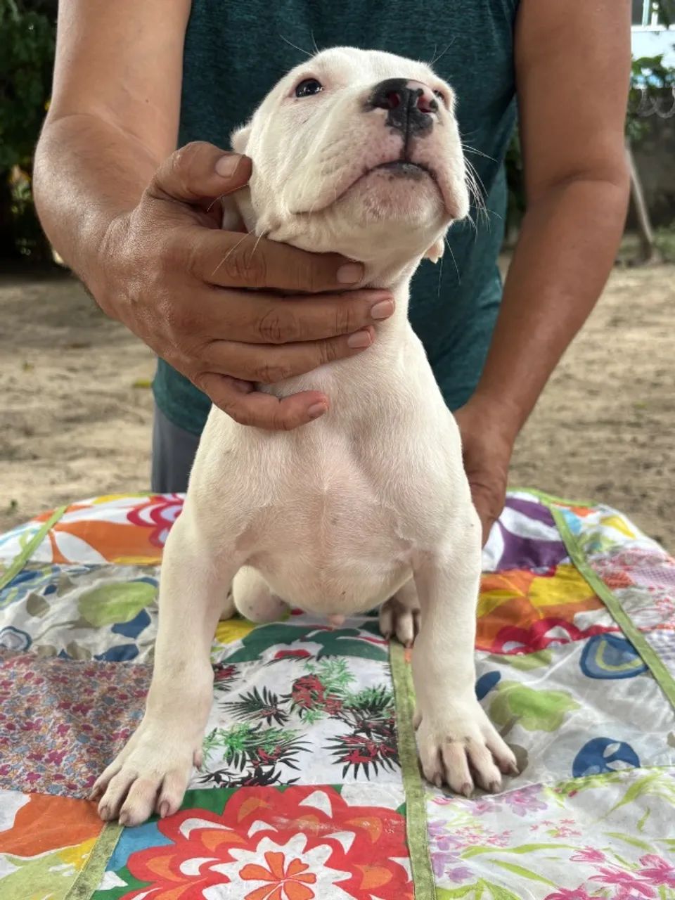 Filhotes de Dogo argentino 