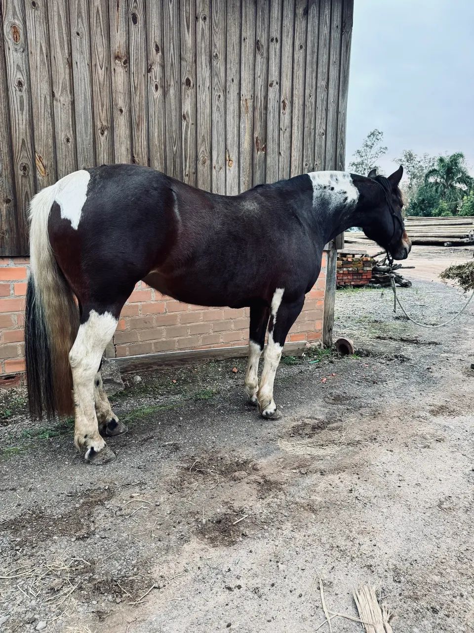 Tobiana de Pechar Touro, Fenômena!