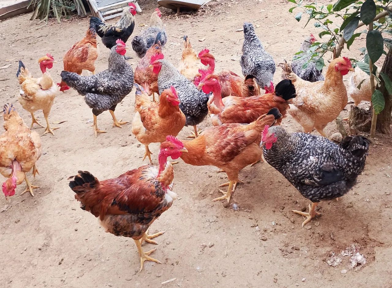 Vendo frangos caipira mistos.  - Foto 2