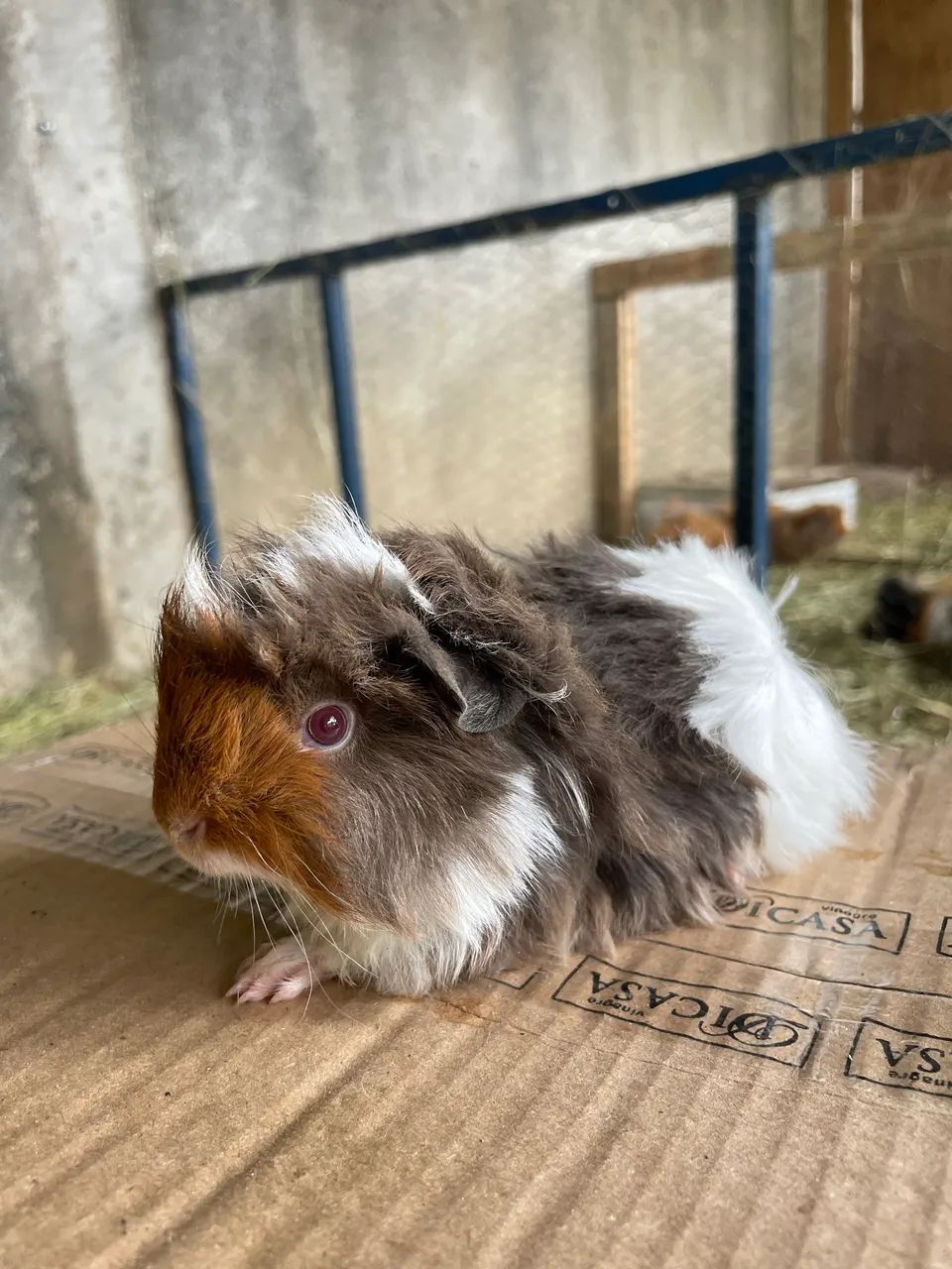 Porquinho da Índia - Foto 2