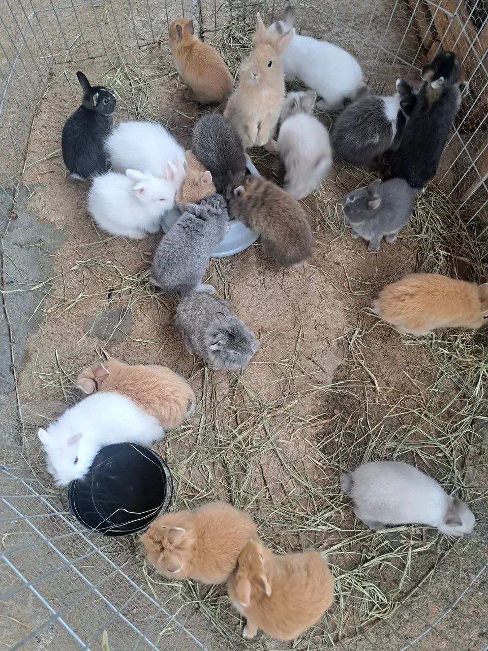 Mini coelhos filhotes  - Foto 5