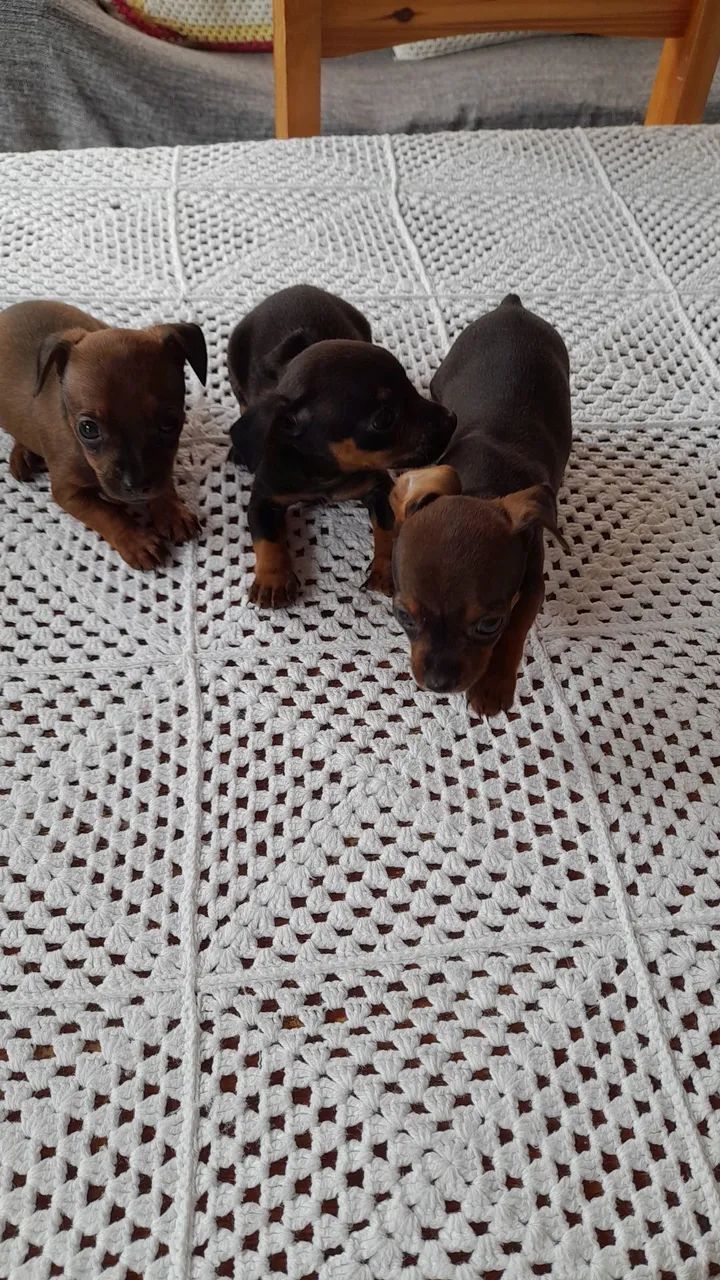 Filhotes de pinscher 