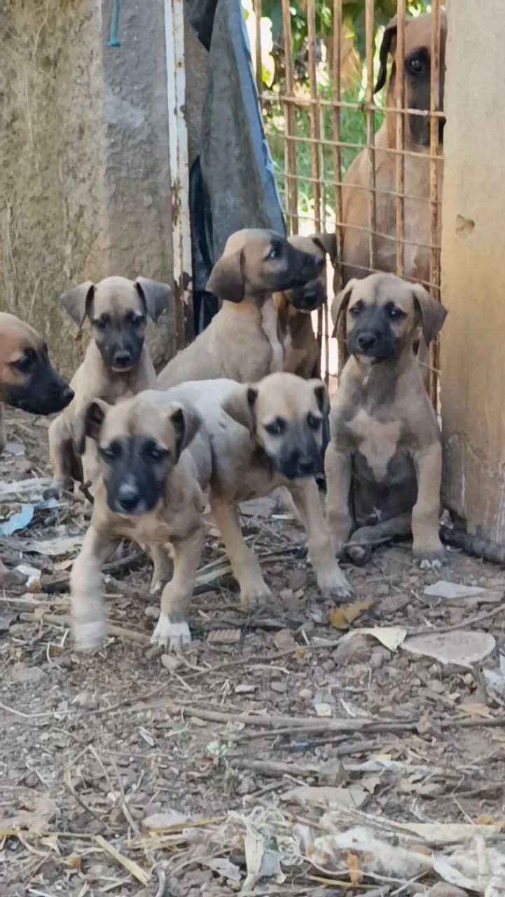 Filhotes de Cães para caca  - Foto 2