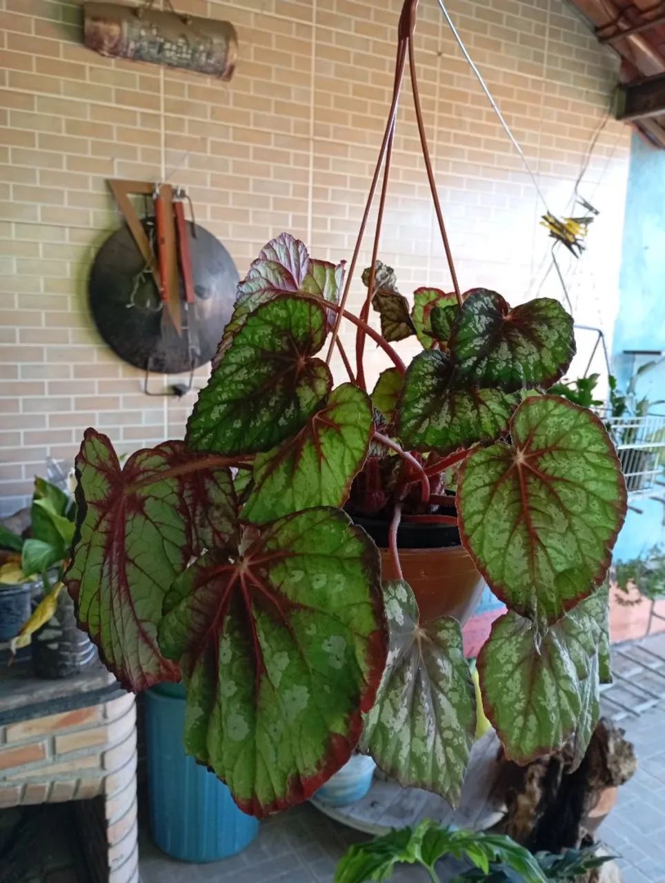 Sementes e plantas  - Foto 2