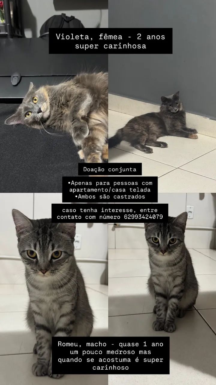 Doação conjunta de gatos  - Foto 4