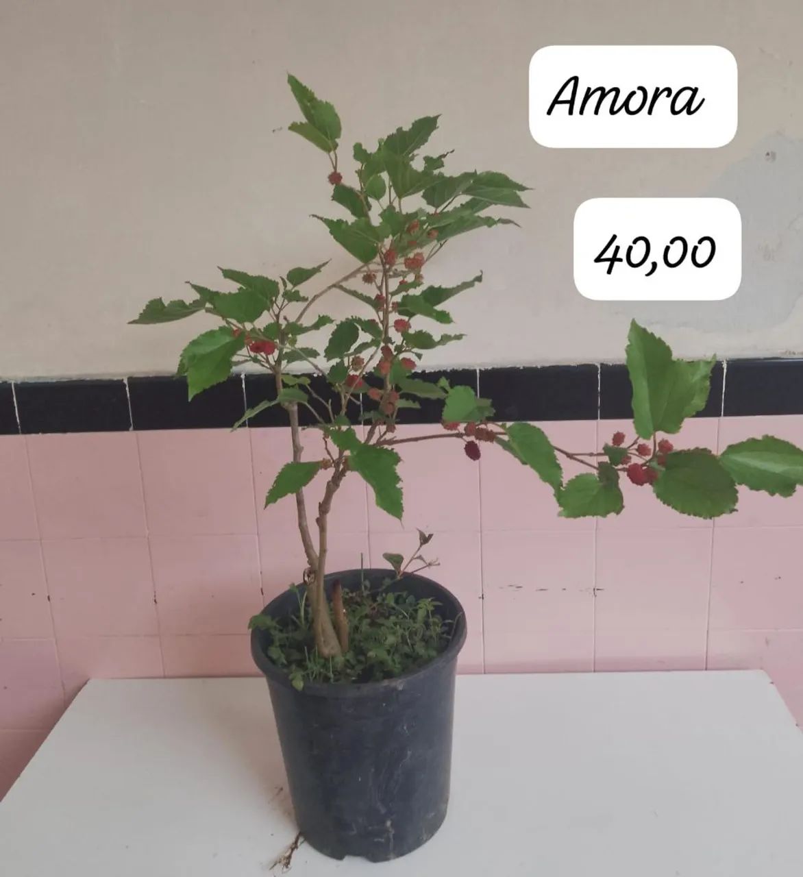 Frutíferas ? - Foto 3
